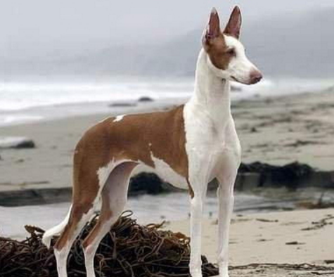 法老王猎犬气质高贵见证了古埃及的强盛与衰落