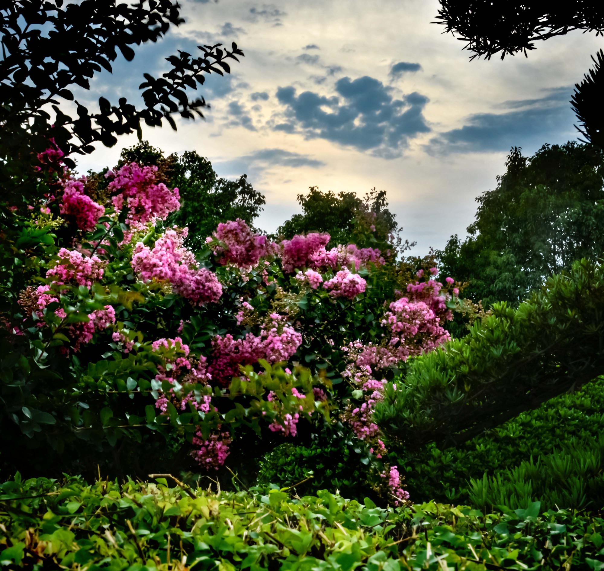 邵阳双龙紫薇园花已开始绽放,中国紫薇双龙即将腾跃宝庆大地之上