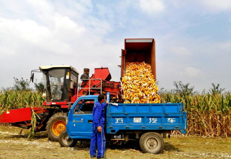 枣庄市峄城区玉米收割绘就多彩丰收图