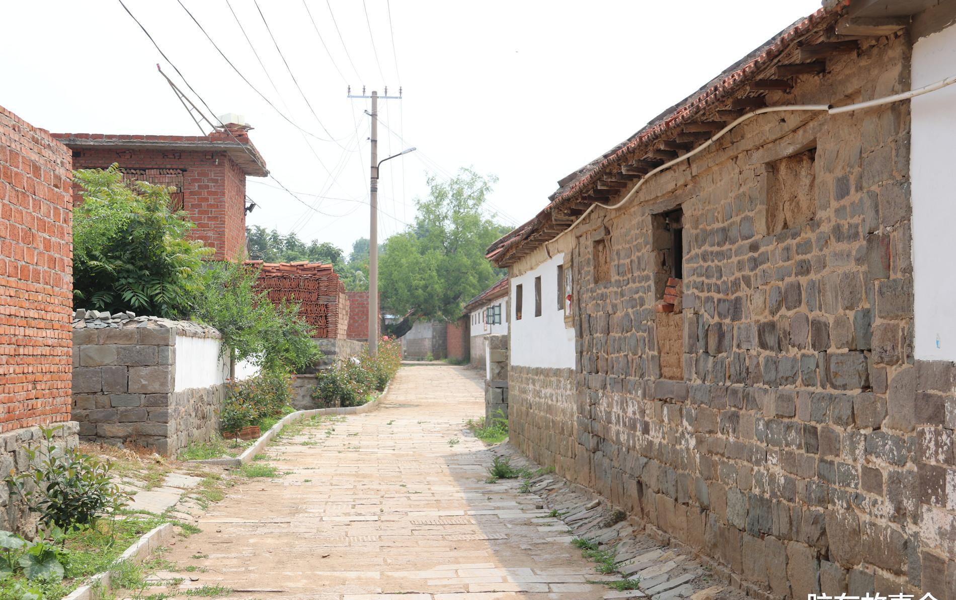 组图莱阳这个村有道奇景石墙缝里长了一棵百年老枣树