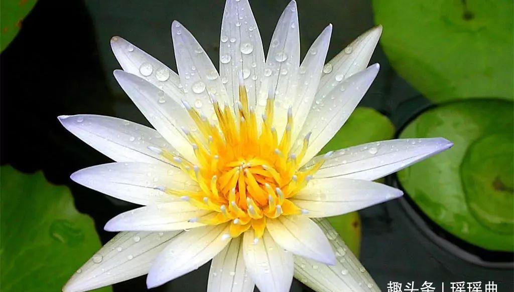 此花是难得一见的奇花异草 更是举世闻名的珍稀藏药 被称为仙物 财经头条