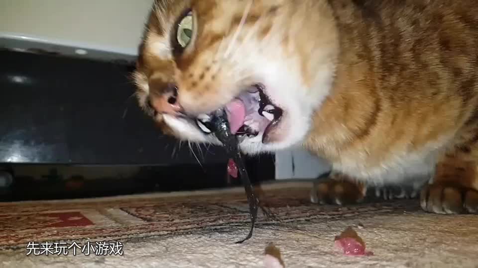 为什么猫不怕鱼刺,画面放慢100倍,发现它的独门秘籍