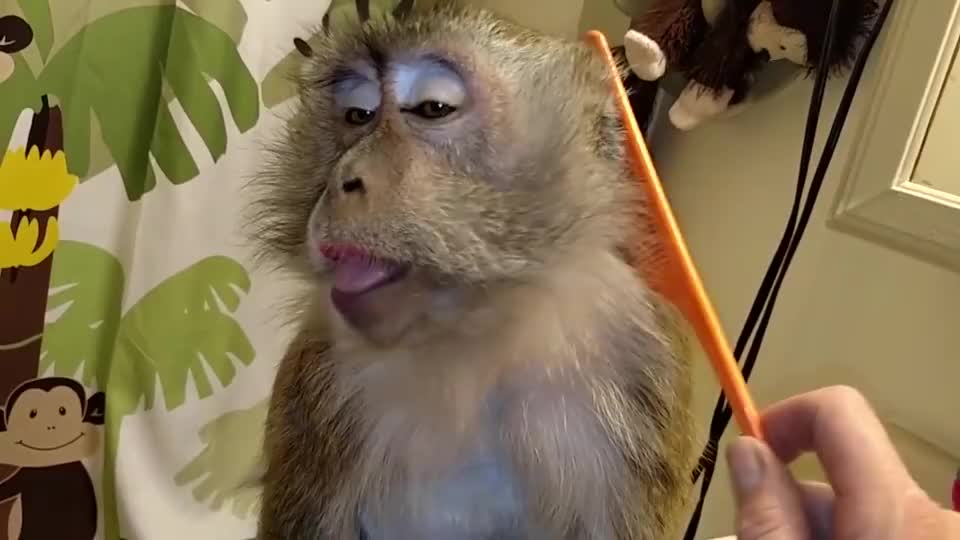 女子养了只爱臭美的猴子,每天都要化妆,结果成了这副模样