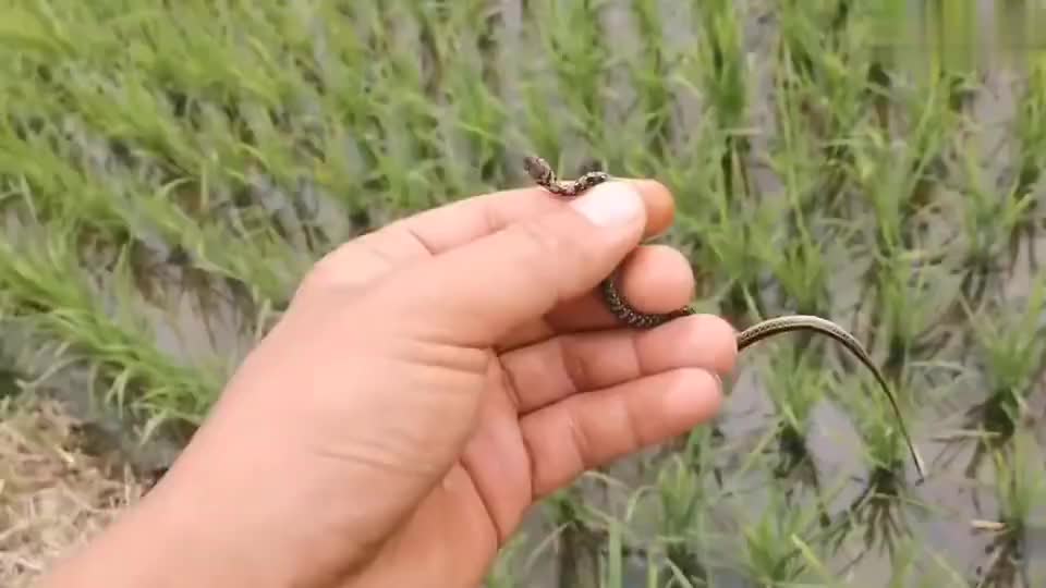 男子徒手抓菜花蛇自称抓过大蟒蛇过山峰和眼镜蛇