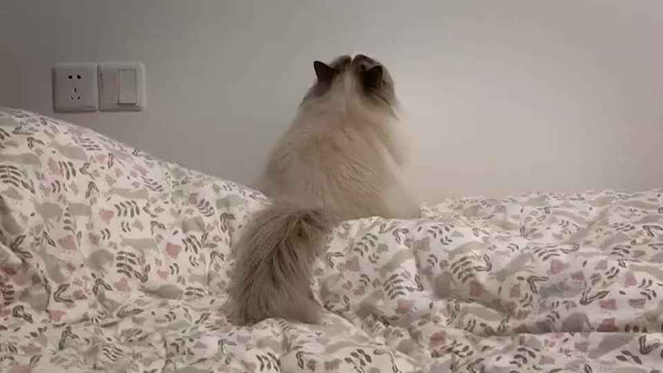 布偶猫背对着我发闷气了网友一脚踹下去