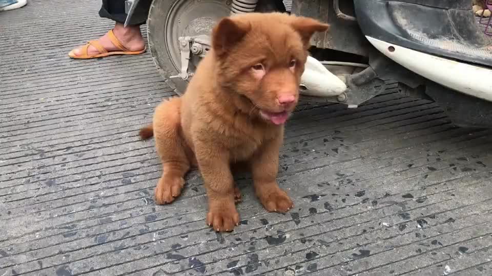 有钱就是任性,传说勇猛彪悍护主的五红犬,一万六千八,直接秒了