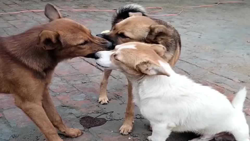 我怀疑这3条狗狗在玩三角恋!