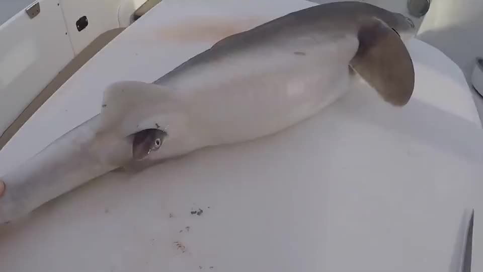 母鲨鱼搁浅至岸边,男子为它做"剖腹产手术",小鲨鱼下场太惨了__财经头