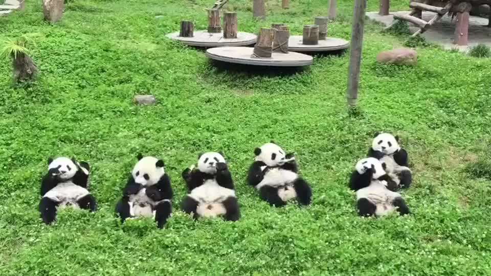 熊猫一家熊整整齐齐的晒太阳吃竹子!