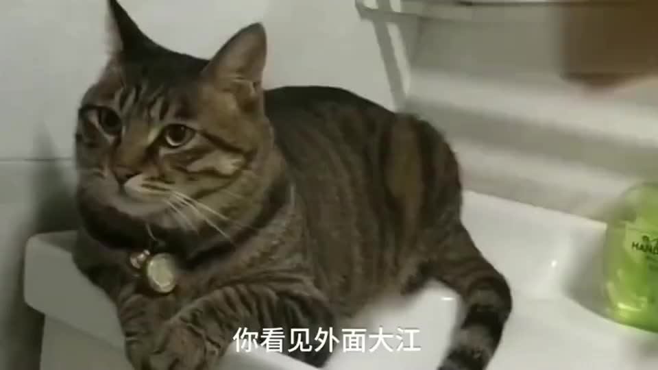 狸花猫：这渣猫的歌，真的越听越上头哦！