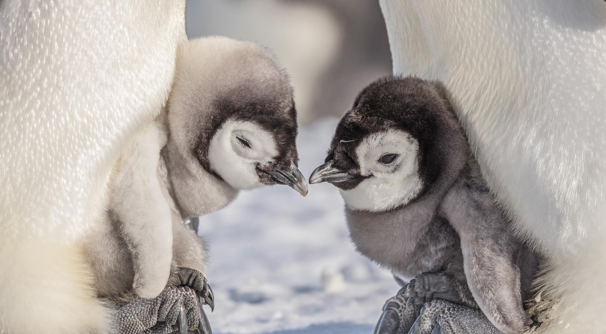 8张最美企鹅摄影作品欣赏