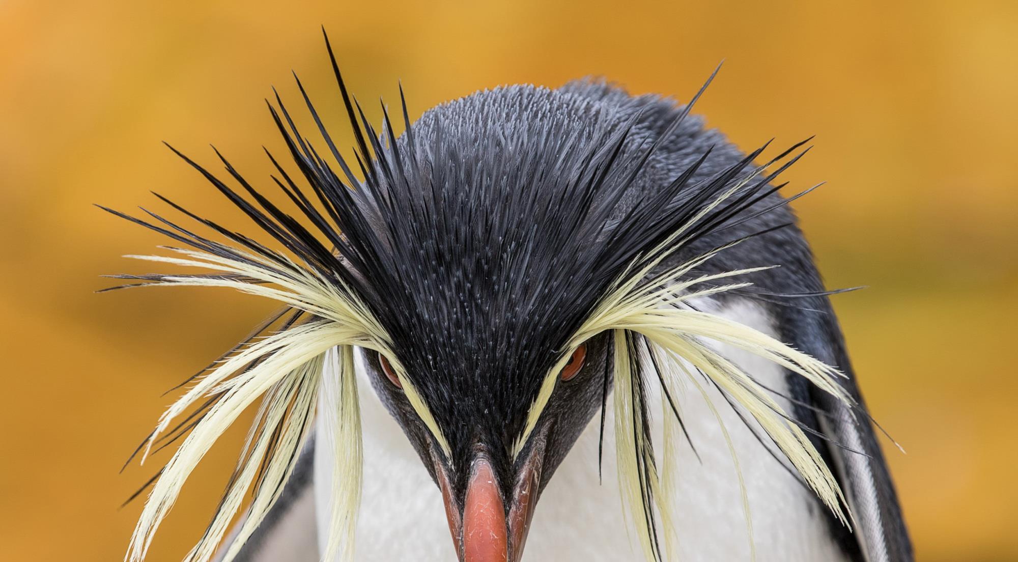 8张最美企鹅摄影作品欣赏