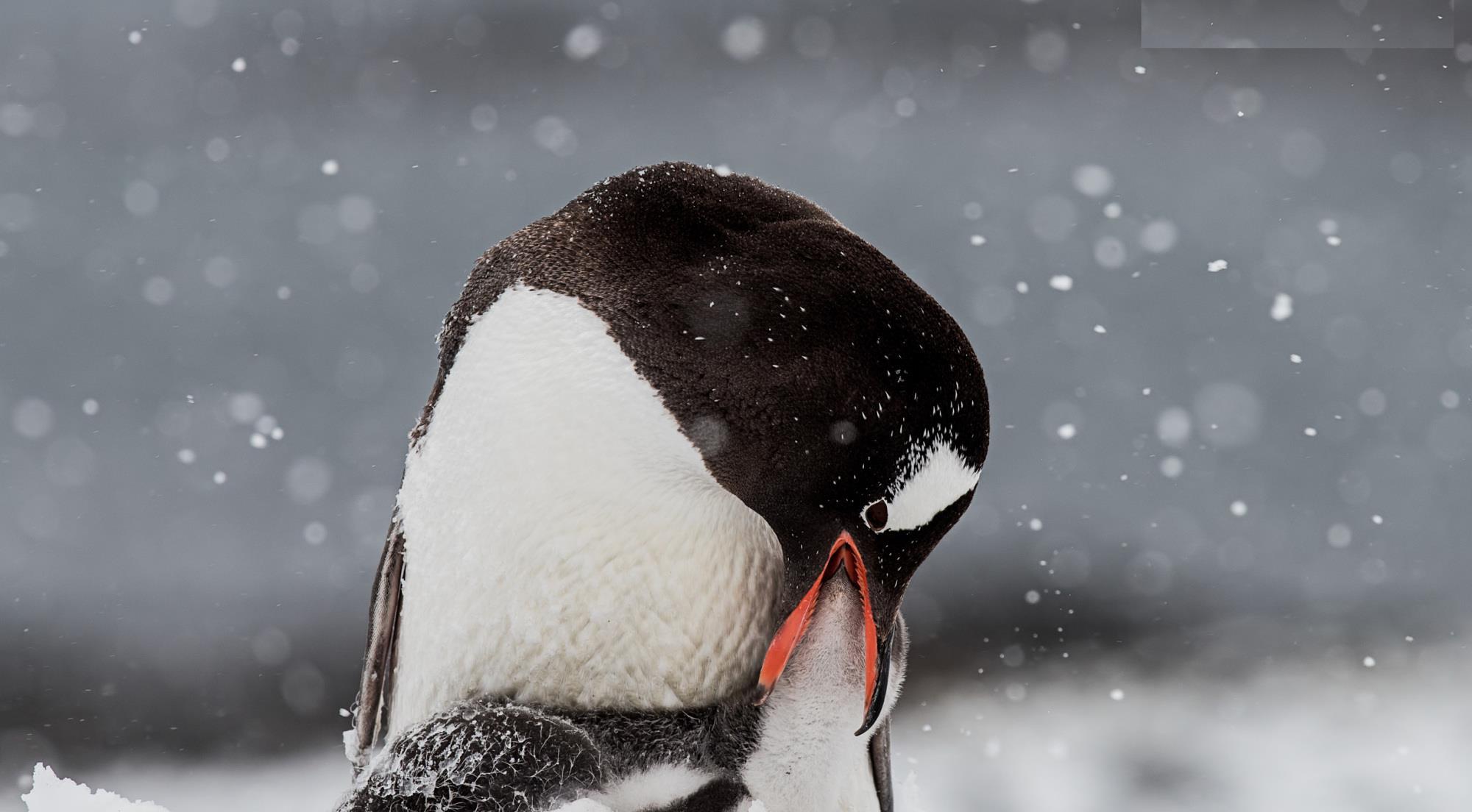 8张最美企鹅摄影作品欣赏
