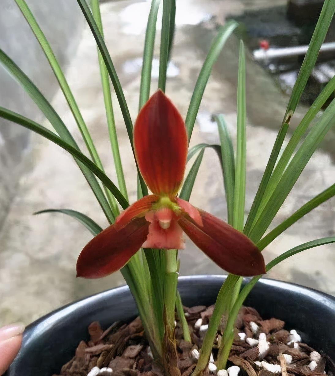 它就是今天的主角——红河红兰花,红河红花为荷瓣型红花,鲜红色的花朵