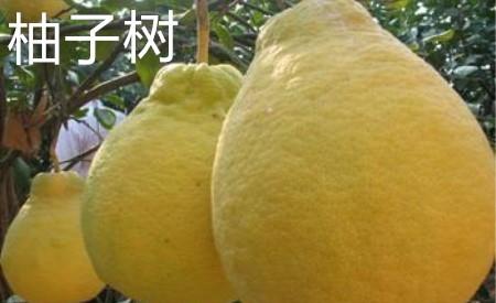 香泡树和柚子树的区别