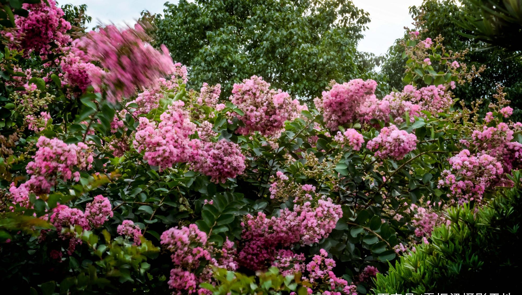 邵阳双龙紫薇园花已开始绽放,中国紫薇双龙即将腾跃宝庆大地之上