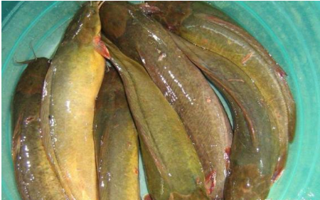 我国最好吃的10大"另类"淡水鱼,凶猛长相丑陋,味道却格外鲜美|黑鱼|侧