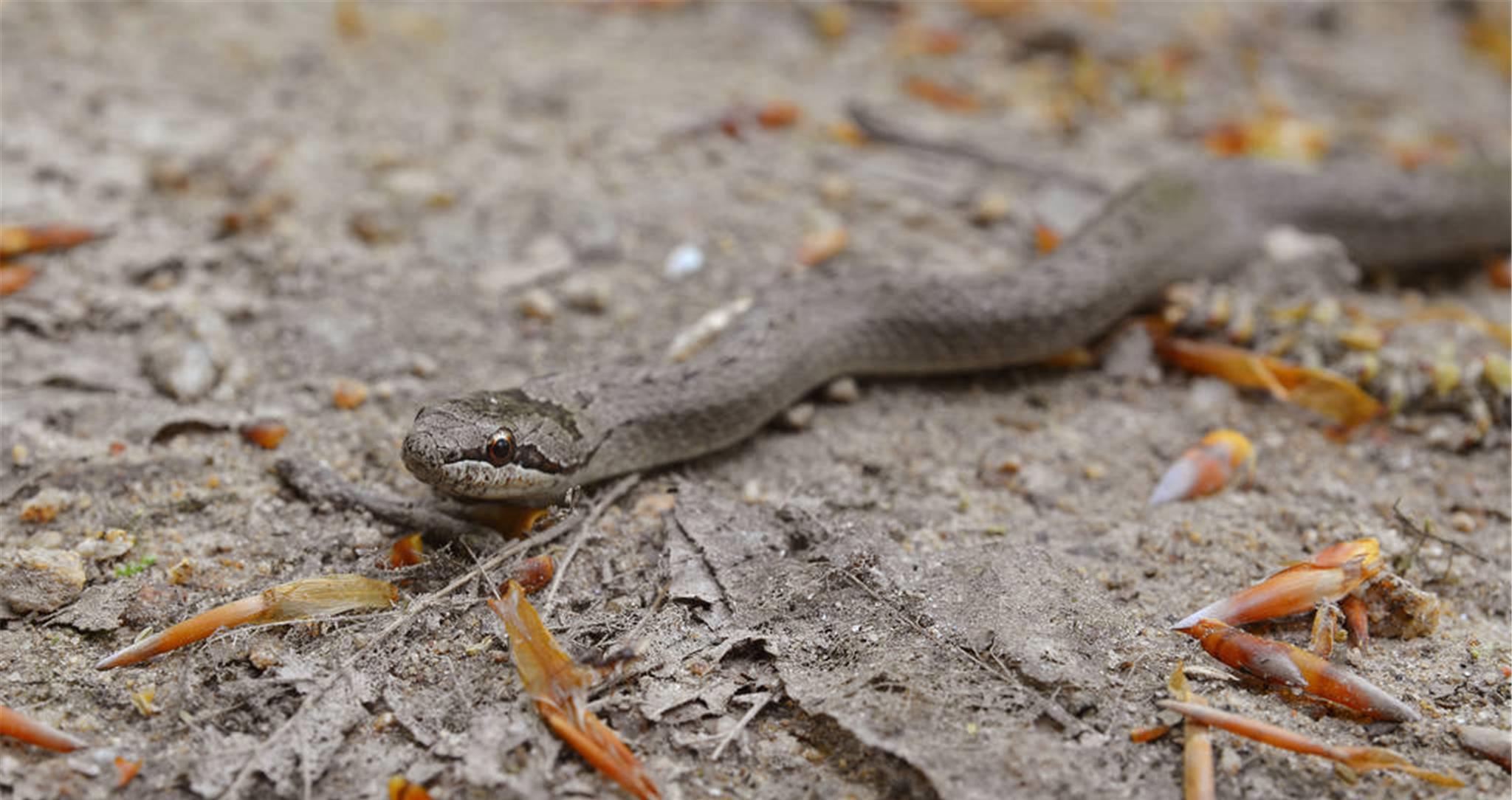 女子犯困在大树底下睡觉1米长大蛇钻进口中寻找过冬住所