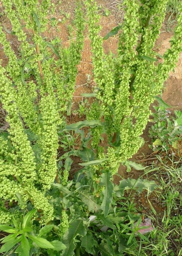 这种"野菠菜",割完玉米地就出来,营养价值高,很少见