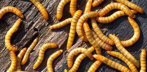 蛋白虫有什么用途