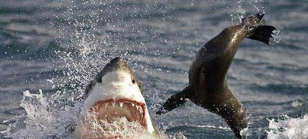 海中霸主鲨鱼为啥不吃海豚?鲨鱼:别逗了,追不上又打不过!