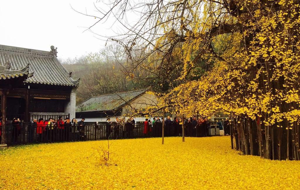 西安有棵1400年的古银杏树,美了千年,据说是李世民亲手栽植