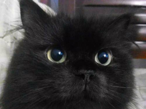 纯色波斯猫的颜色这么多这几种颜色是你喜欢的吗