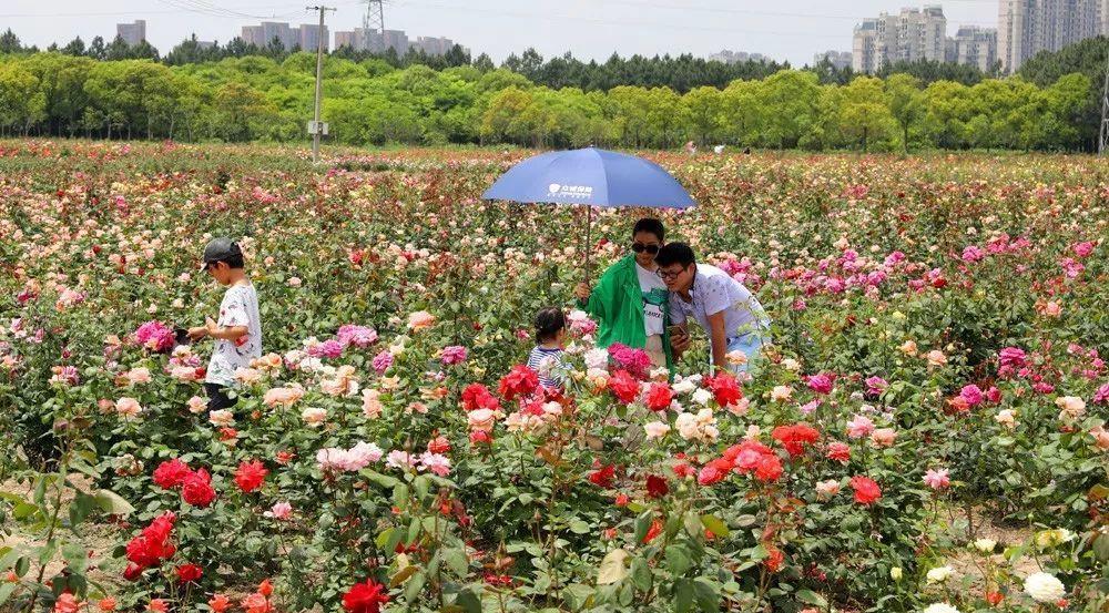 沈阳月季花海在哪里