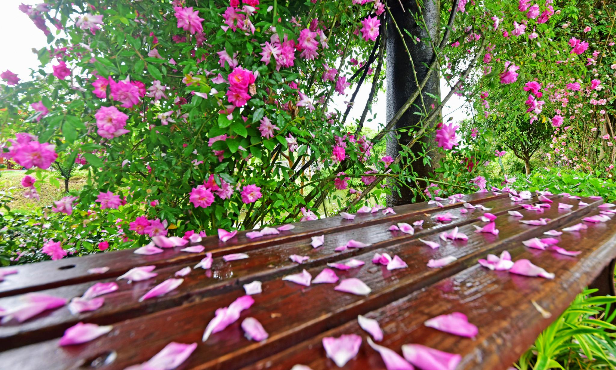 温馨玫瑰园浪漫花瓣雨