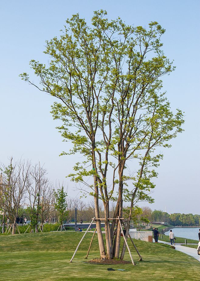 植物素材分享:含泪整理30种南方常见树种及其种植形式,欢迎收藏