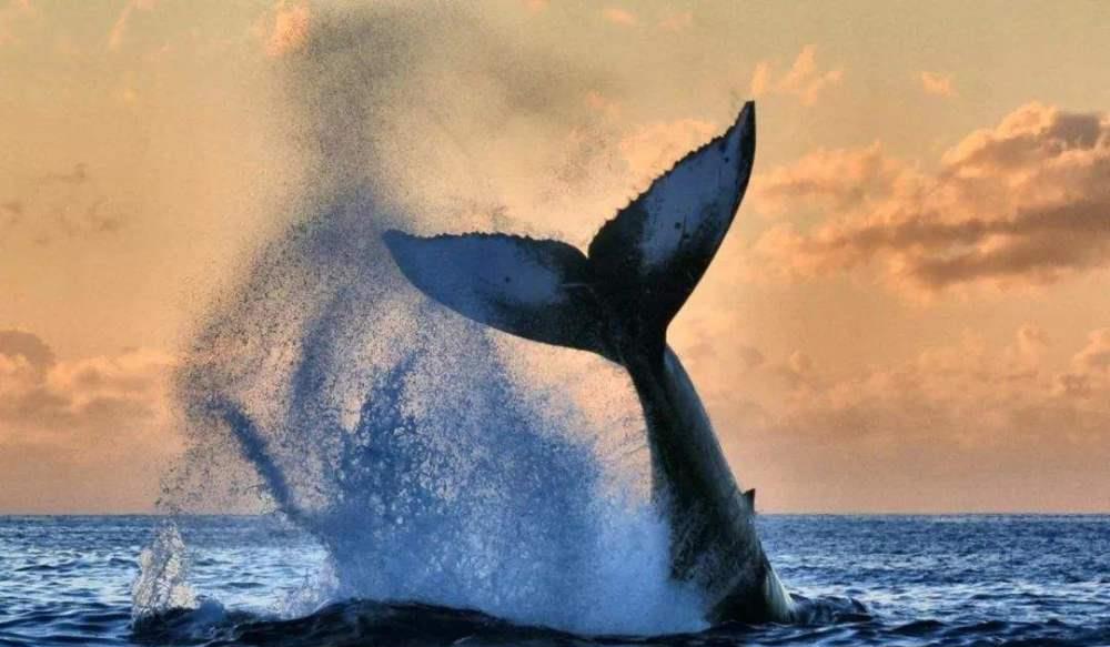 鲸鱼越出水图片