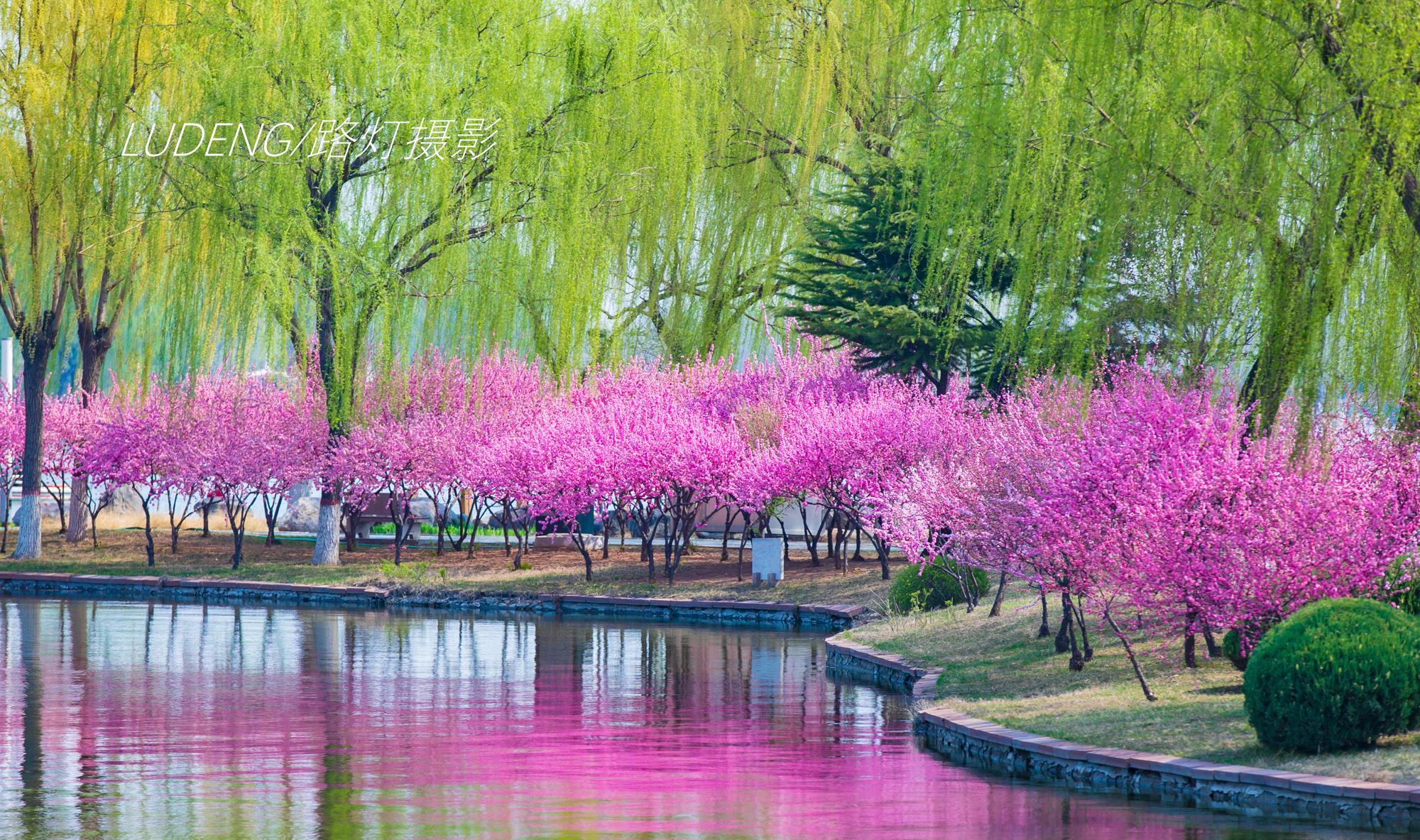 推荐5处绝美赏花地,千山万壑,花团锦簇,中国的春天如此惊艳