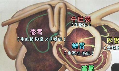 据说牛有四个胃？难怪他们不停地吃|瘤胃|长发|生抽|颜色|牛肚_新浪新闻