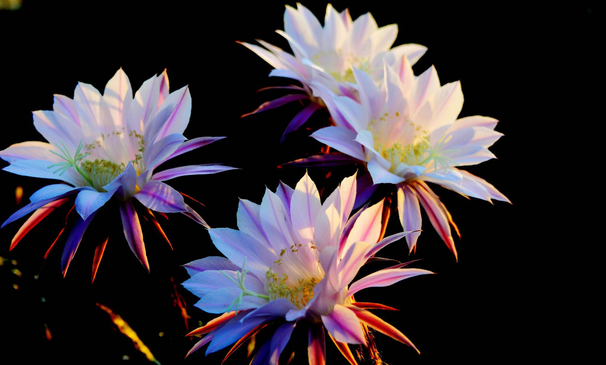 天生丽质娇艳动人的仙人球花