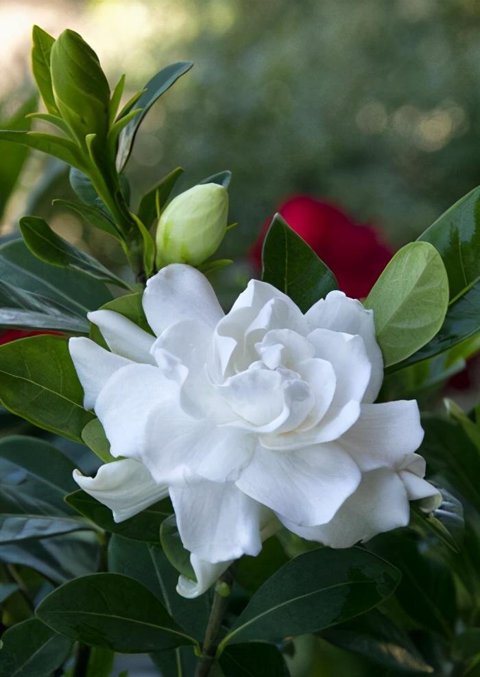 栀子花不能随便用肥很容易烧根黄叶不开花那该怎么解决