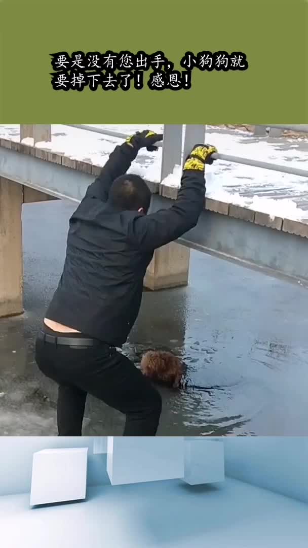 要是没有您出手小狗狗就会掉下去感动
