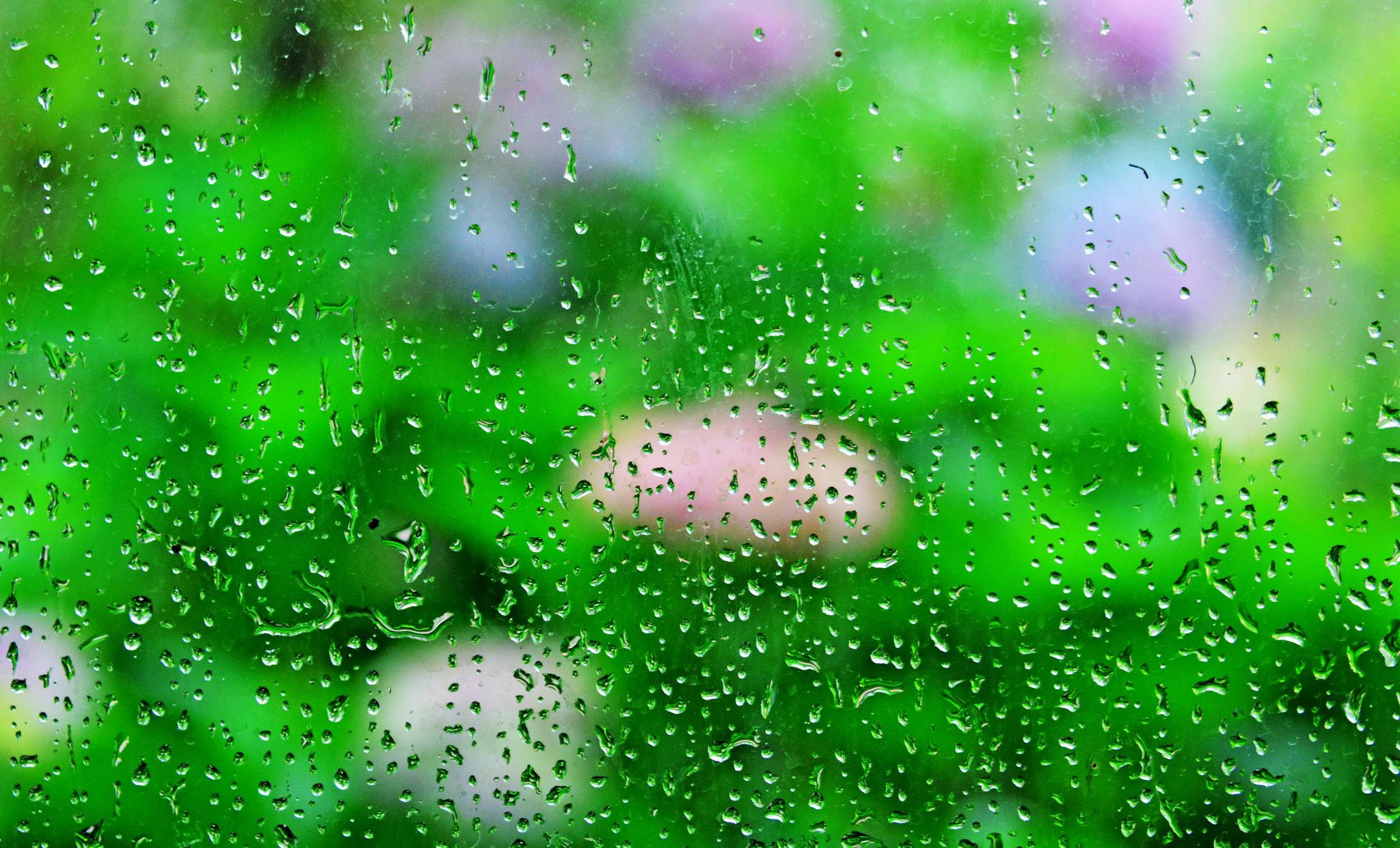 雨中即景,摄于江苏无锡锡山区锡北镇寨门村兄弟家庭农场.