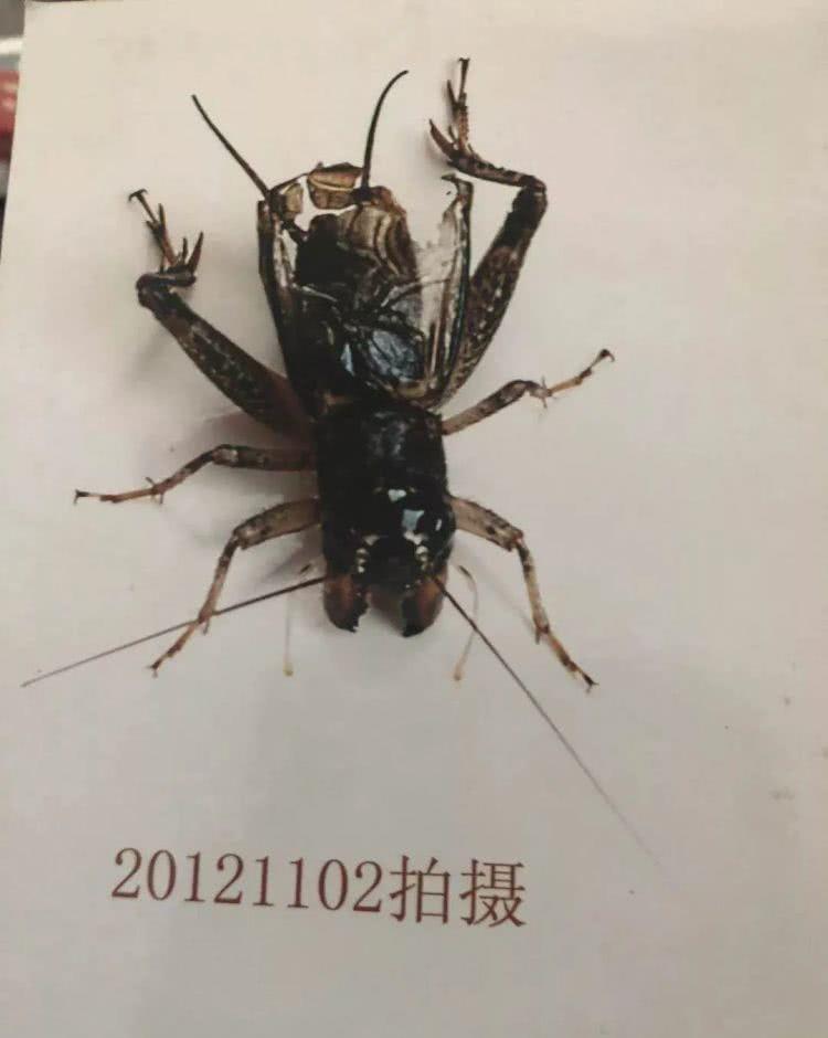 蟋蟀鉴赏:凶悍-黑紫督