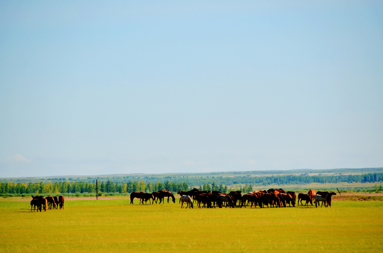 草原的蒙古马,原创拍摄