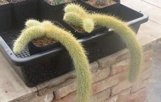 养植猴尾柱最怕长得慢只要警示花土的配比水肥及光照就长得快