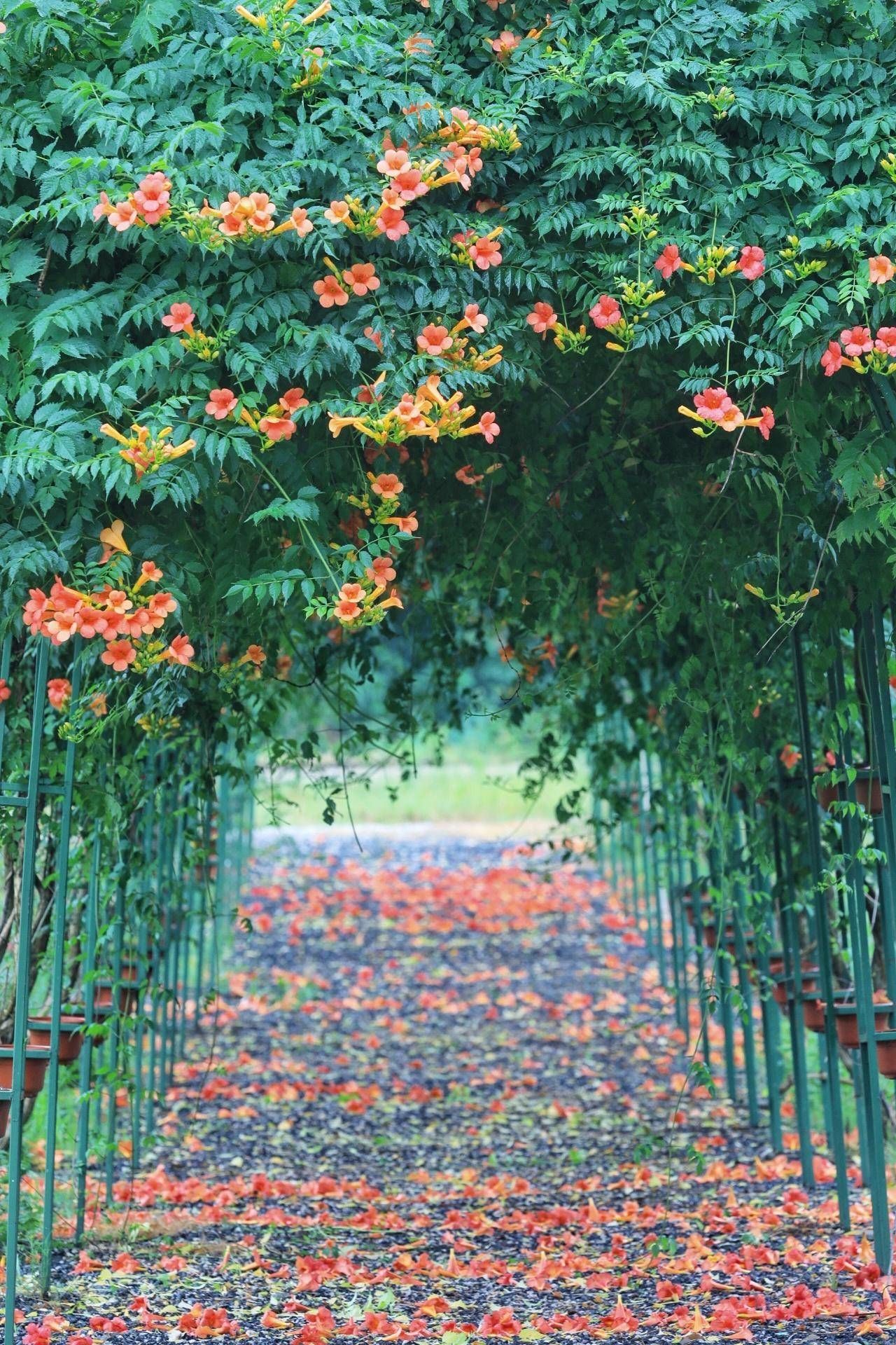 一起走花路来这里邂逅凌霄花隧道