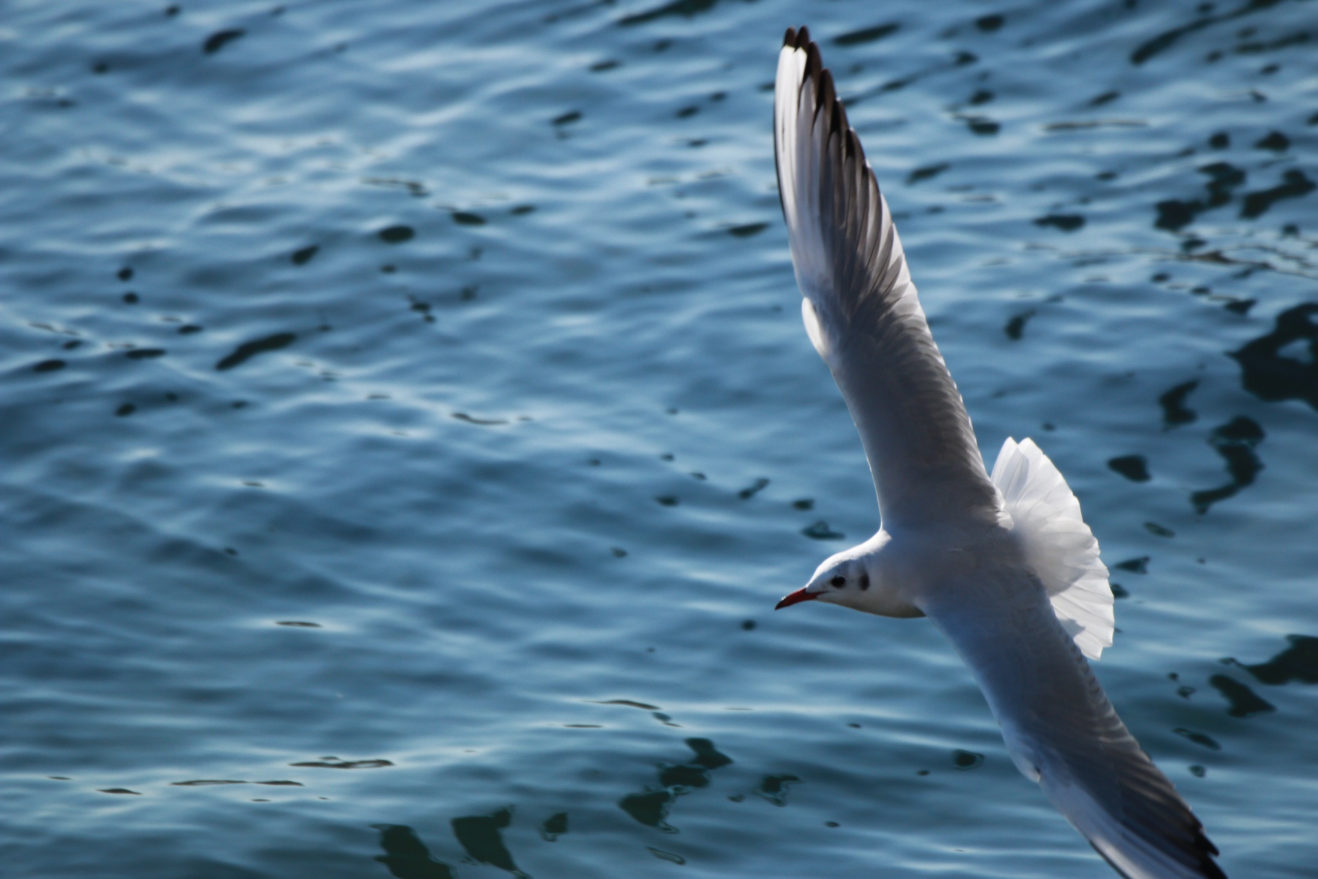 海边动物相册 海鸥