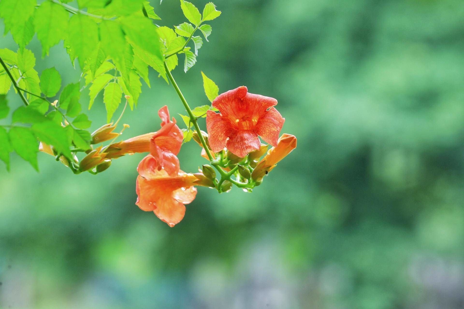 一起走花路来这里邂逅凌霄花隧道