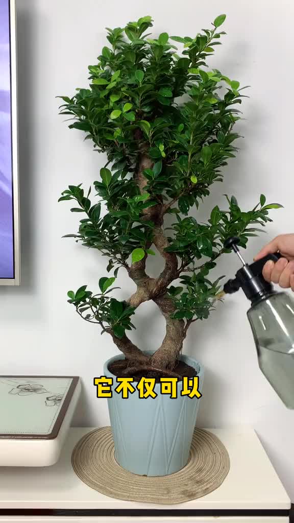 金钱榕也叫八字榕,寓意招财进宝财源滚滚