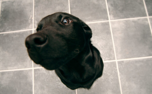 为什么黑色的拉布拉多犬那么少人养?|拉布拉多|狗狗|鸡肉干_新浪新闻