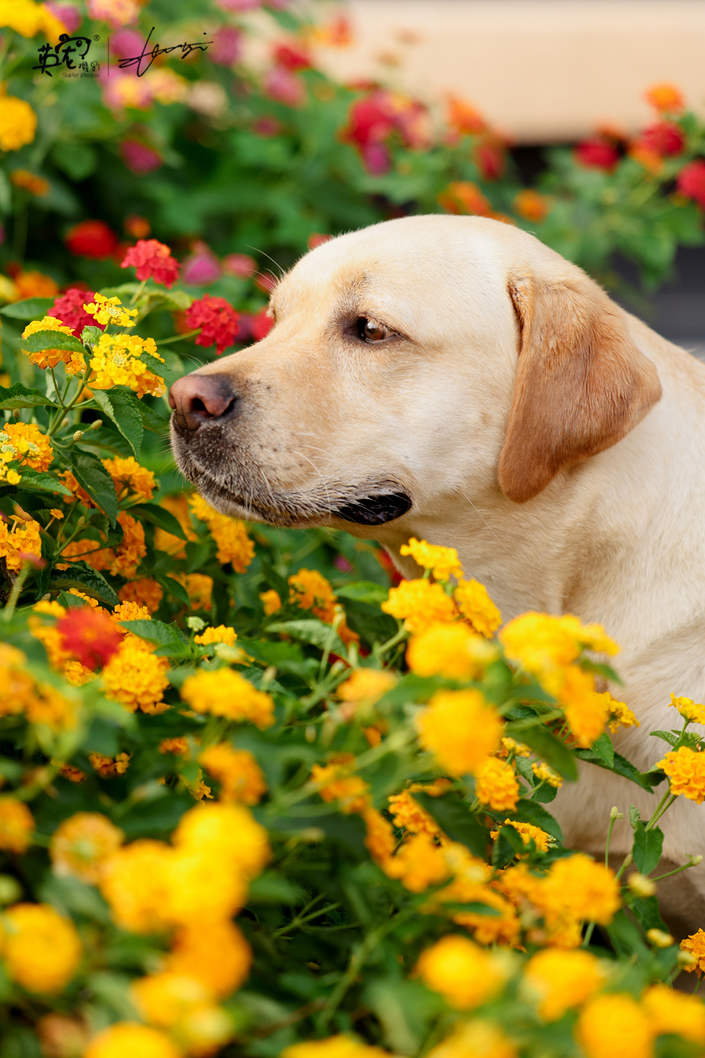 狗狗会欣赏花香么?_高清图集_新浪网