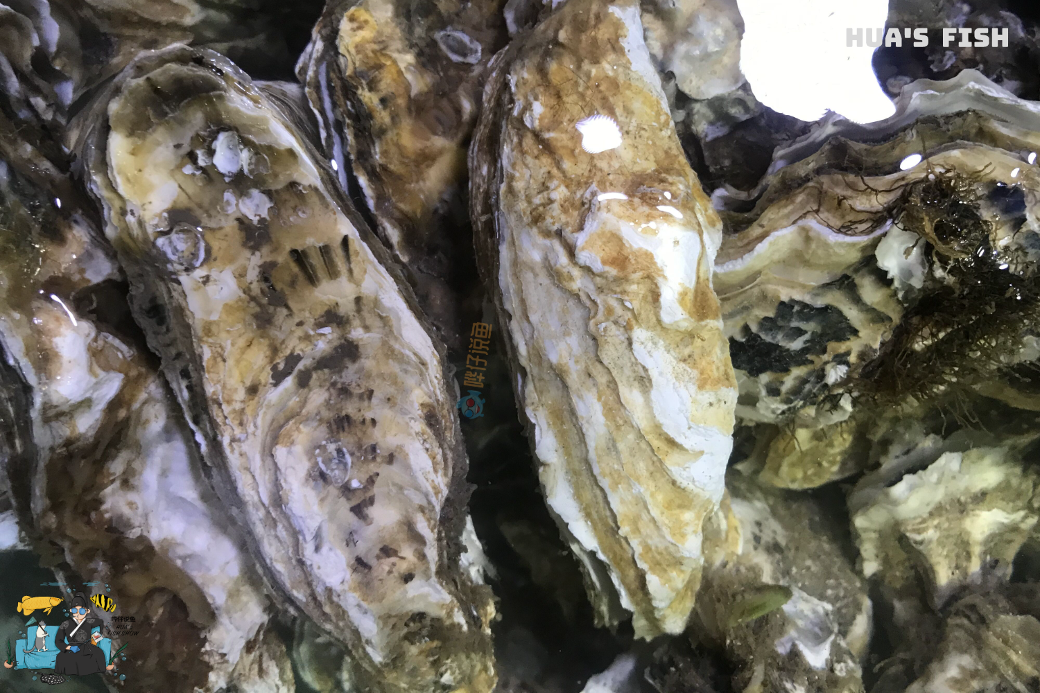 鱼缸里放了蚝壳就能高枕无忧详解蚝壳的正确使用姿势