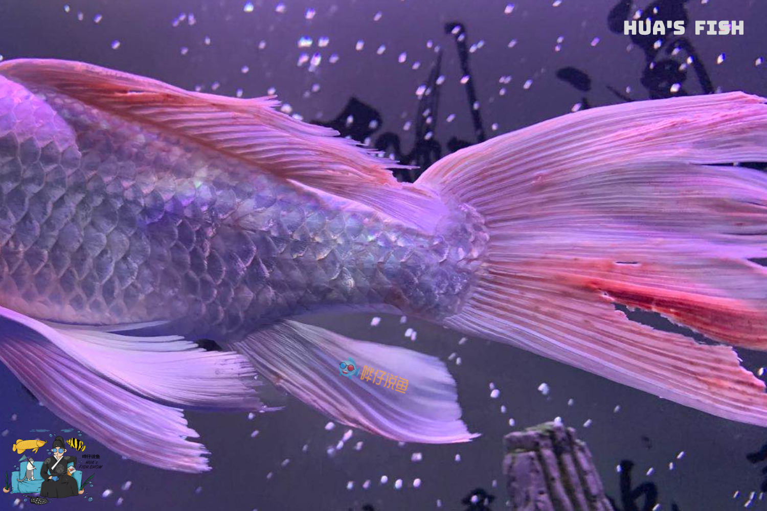 观赏鱼烂尾一定是水质不好惹的祸详解宠物鱼烂尾三大诱因