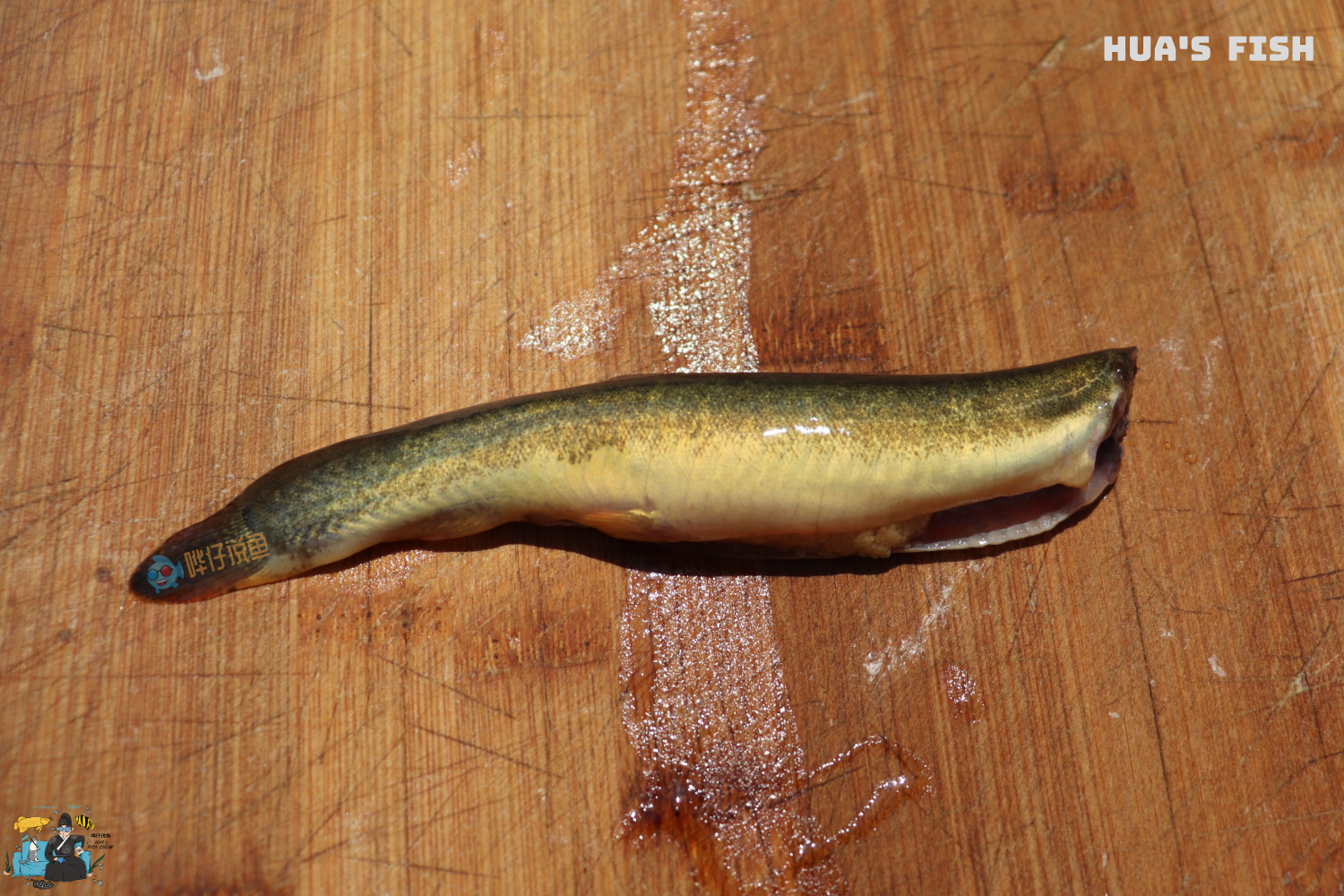 详解喂食龙鱼的"三高一低"原则