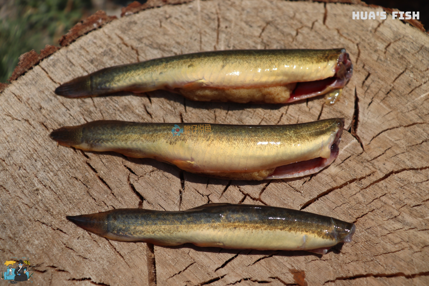 详解喂食龙鱼的"三高一低"原则